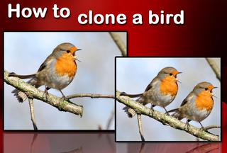 Video: Clone a bird